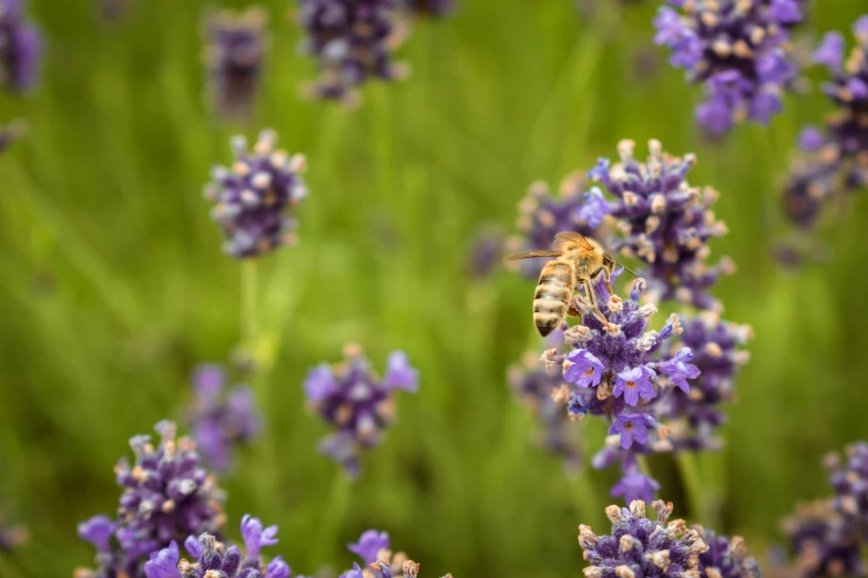 a honey bee flying in to a purple lavender flower