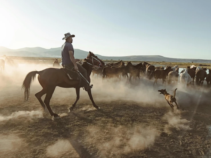 an image of a man on horse chasing a dog