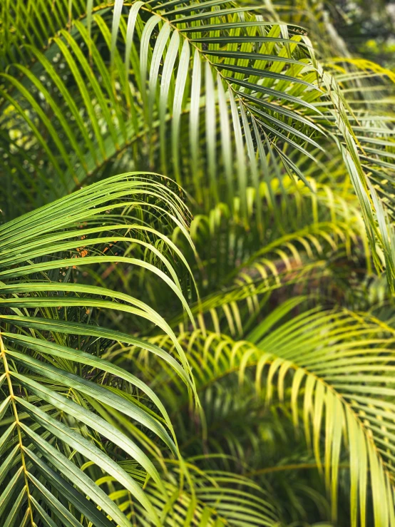 palm tree leaves in front of a background