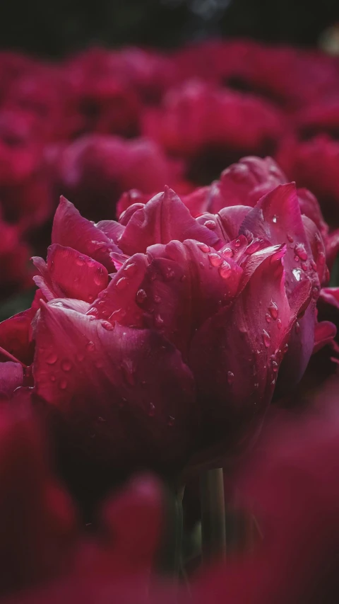 a picture of some very pretty flowers in the rain