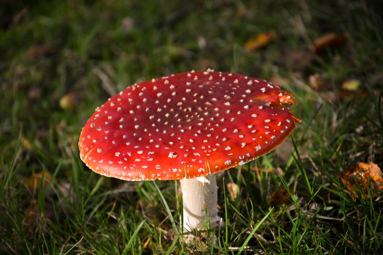 a close up of a mushroom on the ground