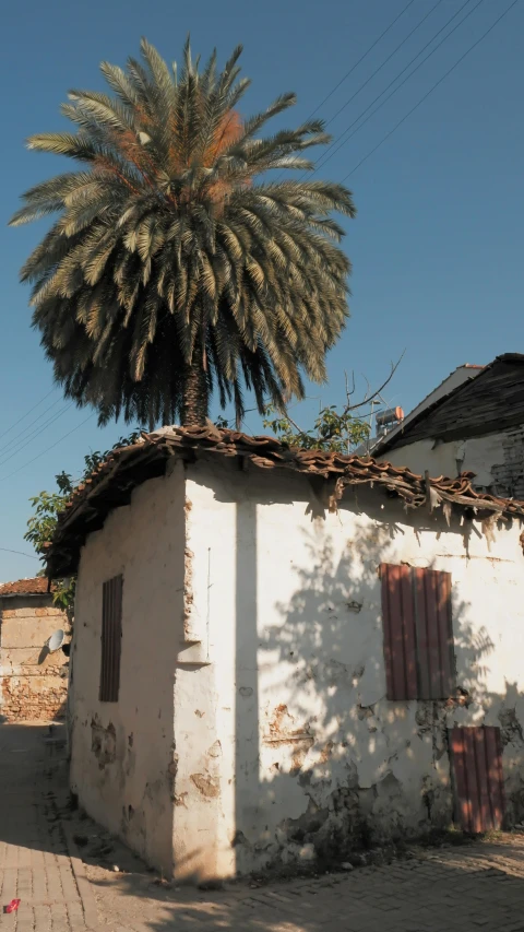 an old building with a palm tree on top of it