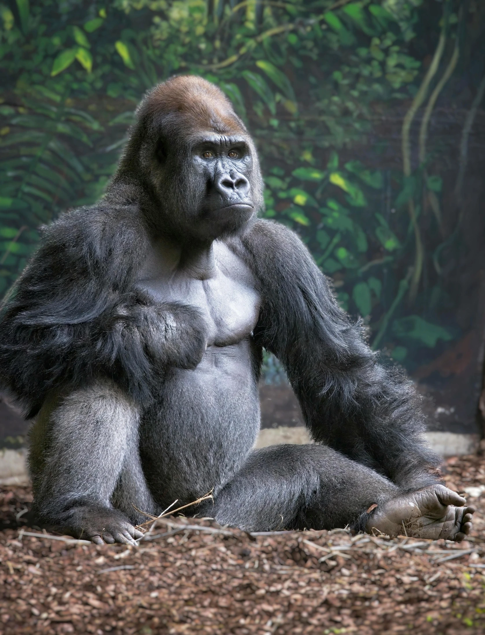 a silver gorilla sits on the ground and holds his hands together