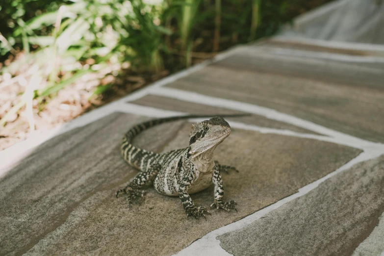 a small lizard sits on a grey towel