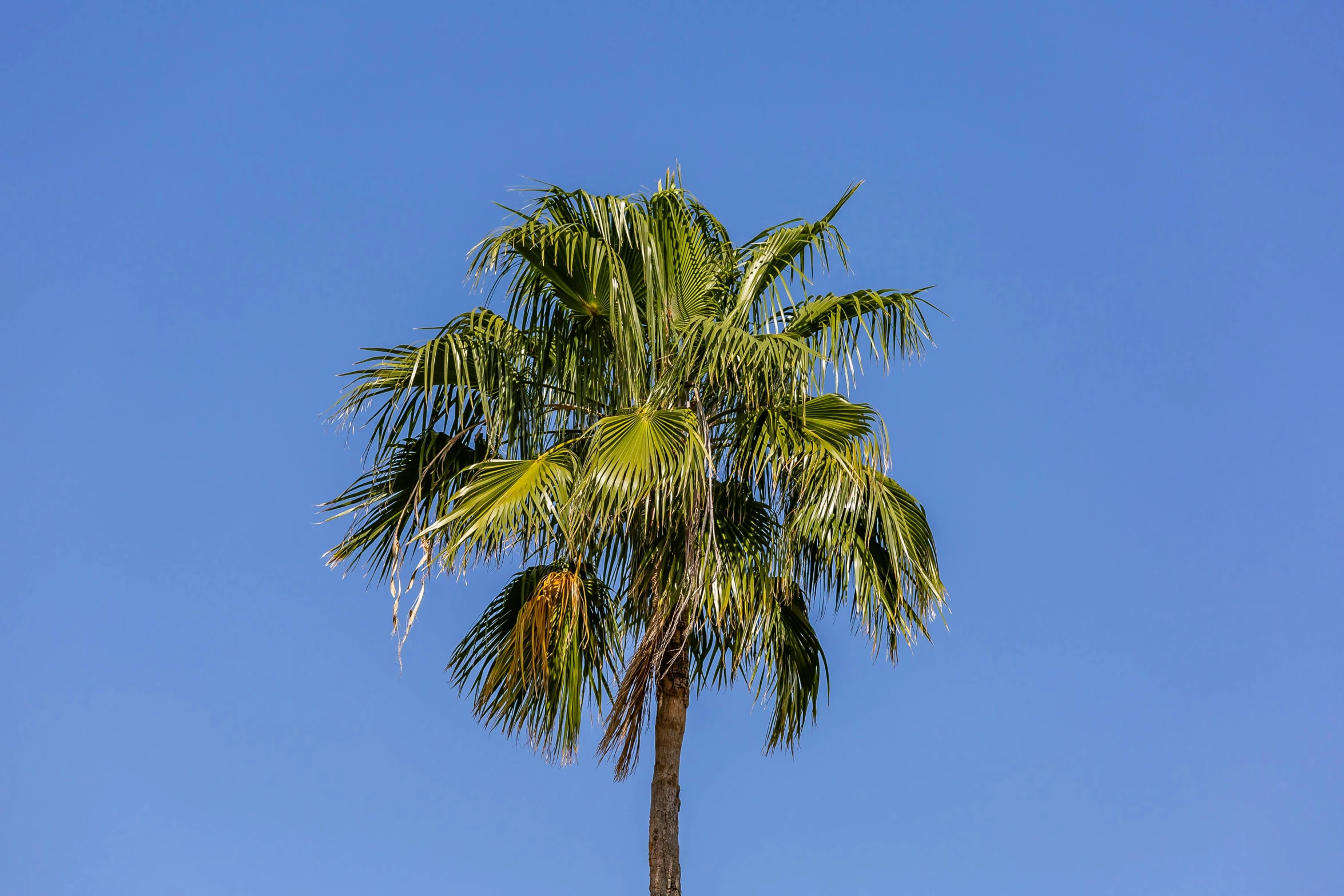 a palm tree against a bright blue sky