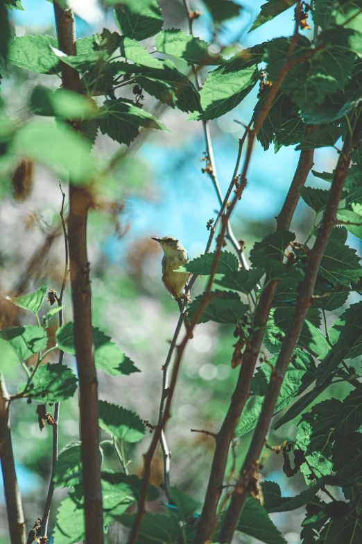 small yellow bird sitting on the nch of a tree