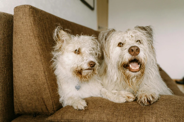 two dogs laying on a brown couch next to each other