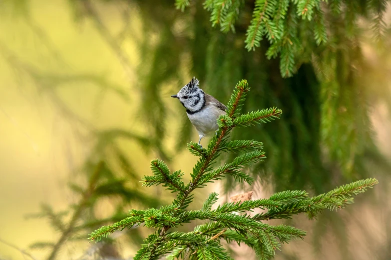 the small bird perched on top of a pine tree nch