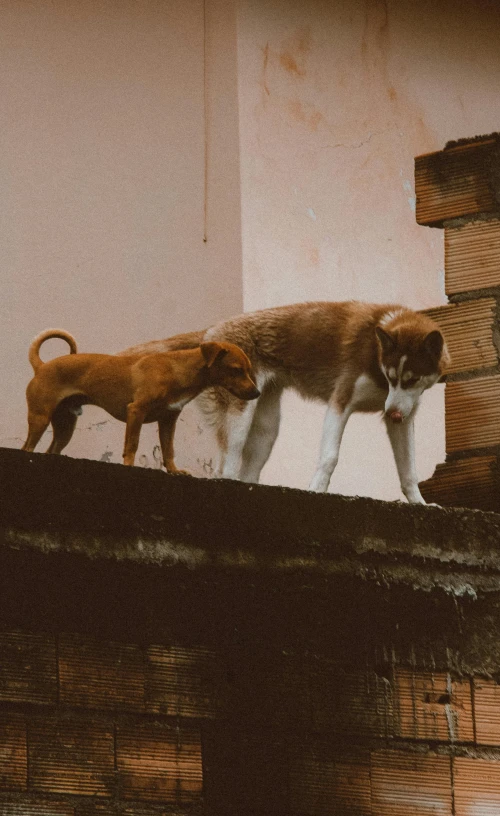 two dogs standing on top of a wooden roof