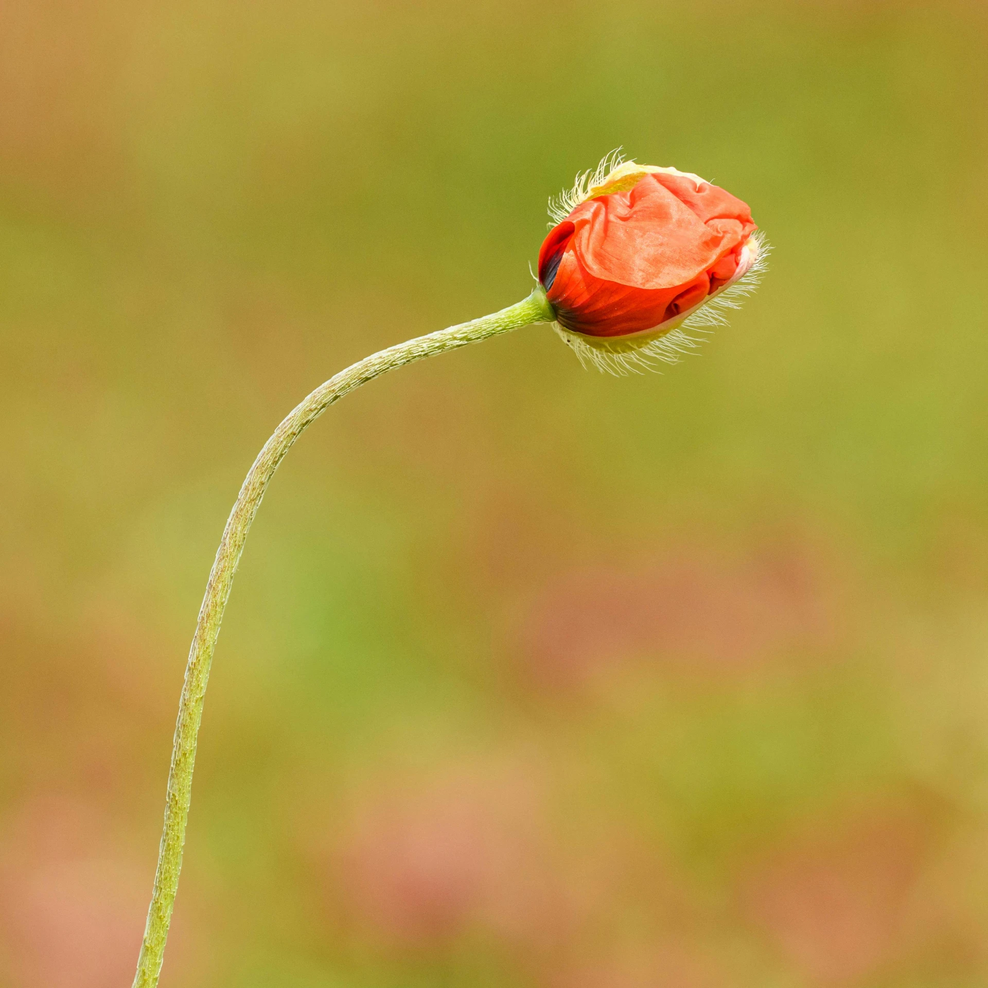 a red flower with an insect on it's stem