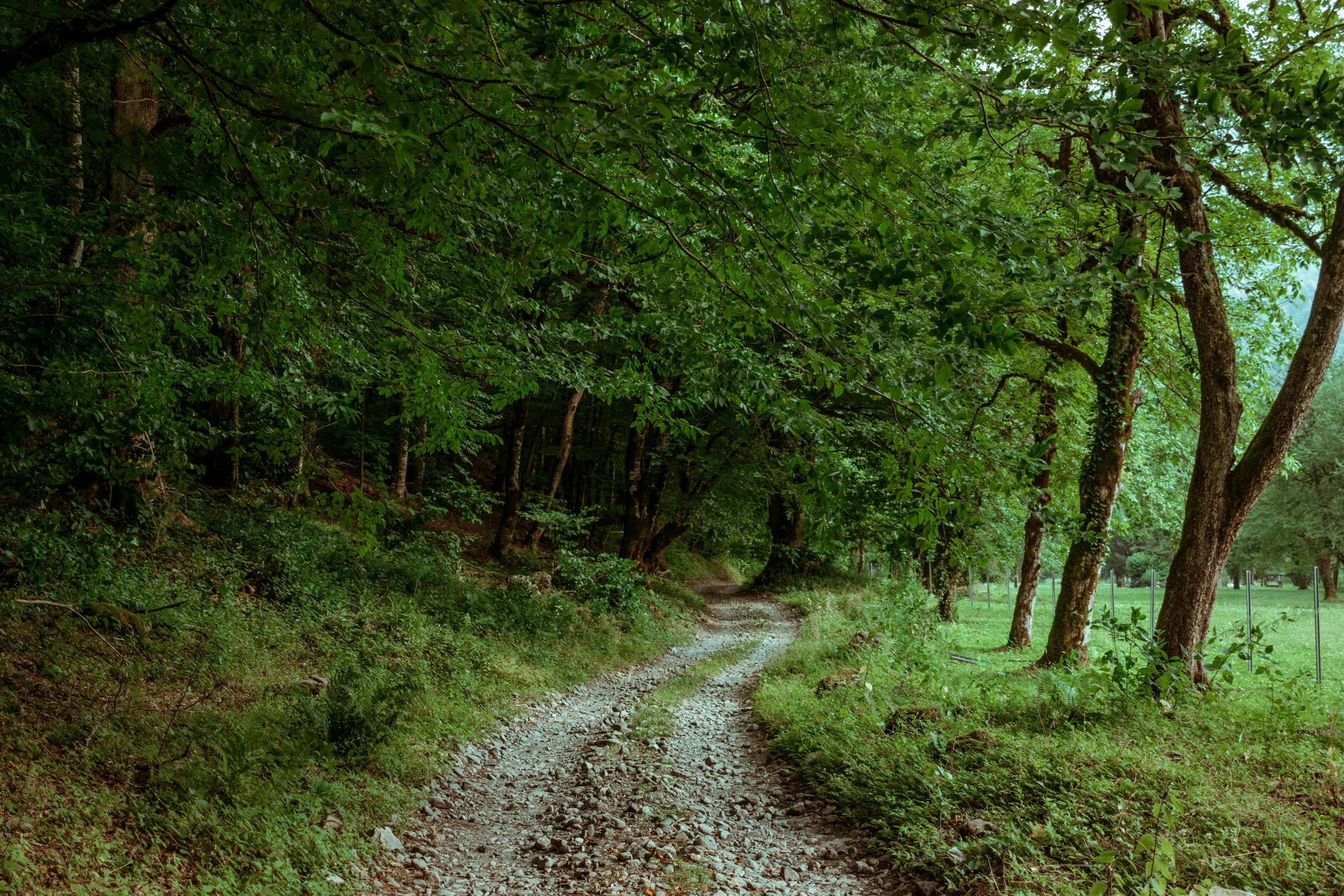 two roads leading through trees in a wooded area