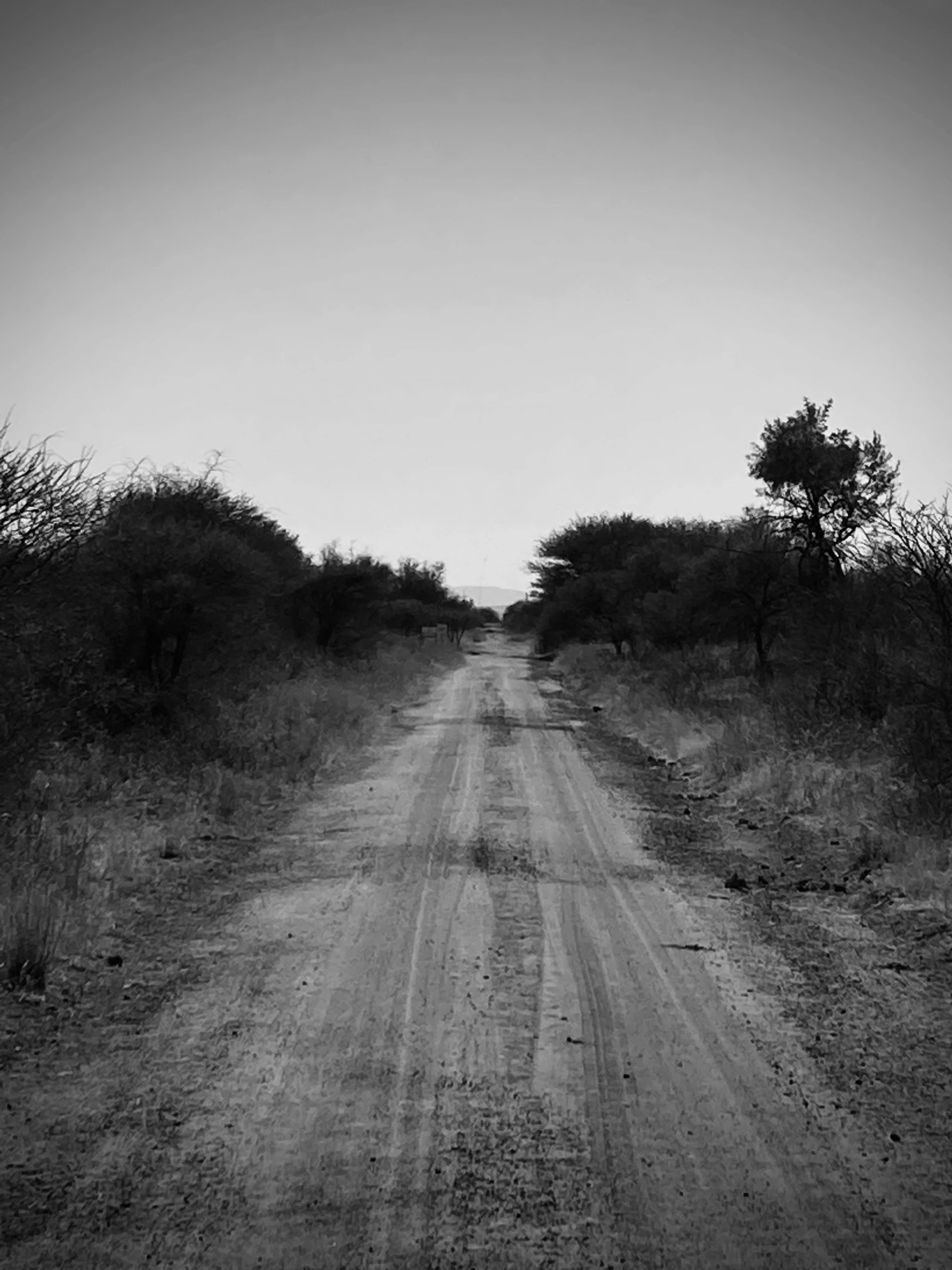 the sky is dark, a long road is covered in bushes