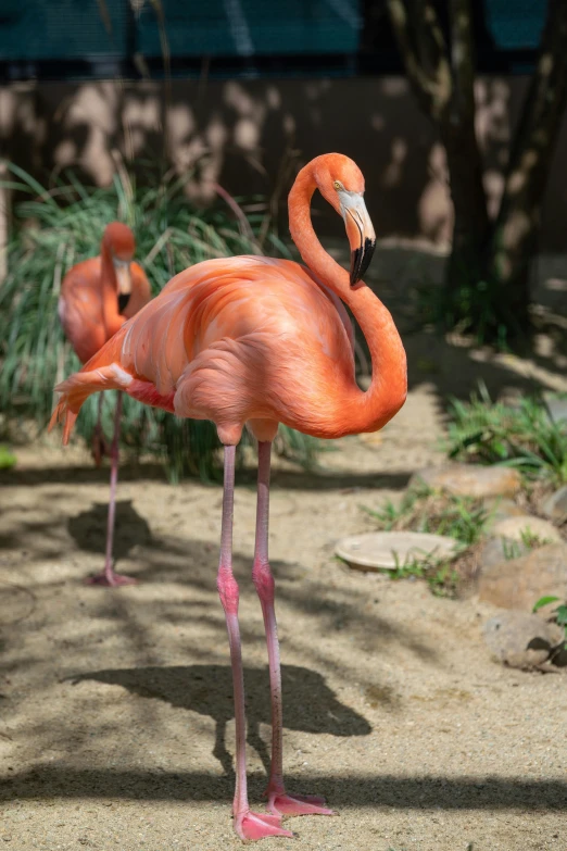 three flamingos standing in their enclosure at the zoo