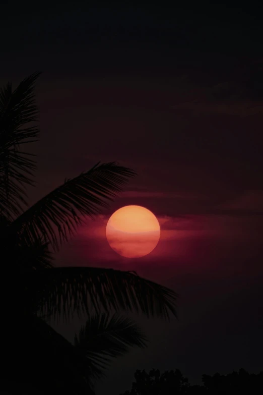 the sun rising in a darkened sky with palm trees