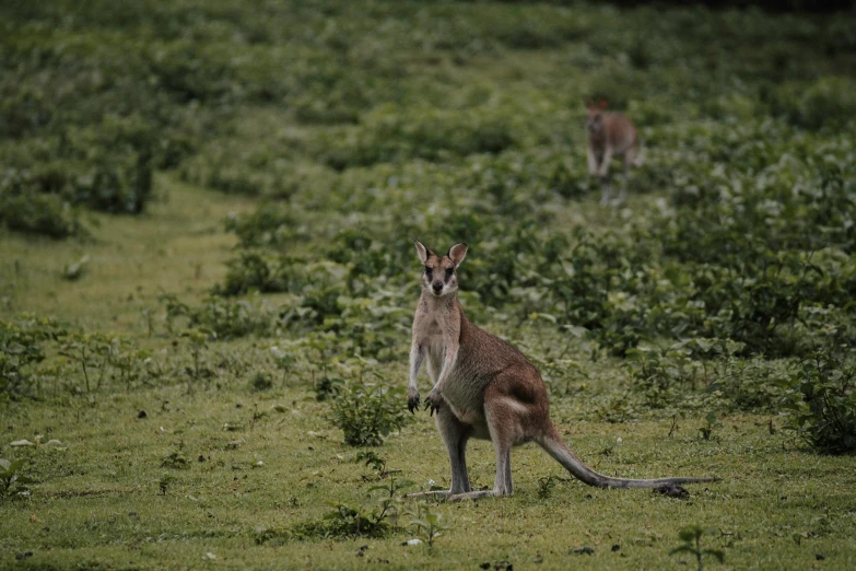 a small kangaroo is looking at the camera