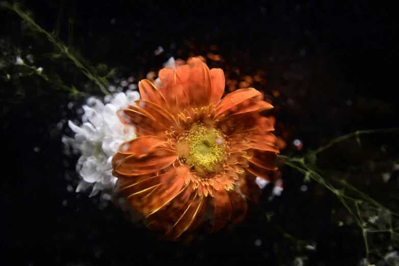 the po is looking down at an orange flower