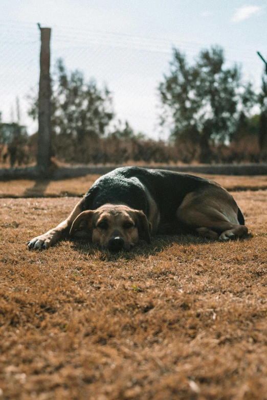 a dog is laying down in a field