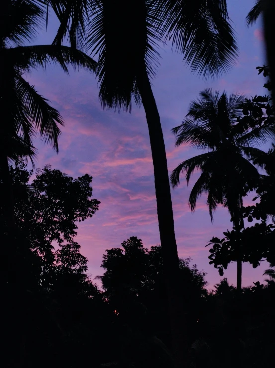 purple sky with palm trees on either side