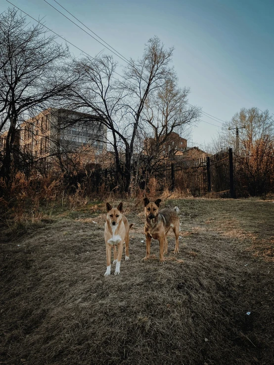 two dogs running through a field with trees in the background