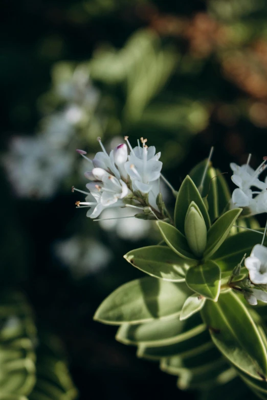 the little white flowers are surrounded by leaves