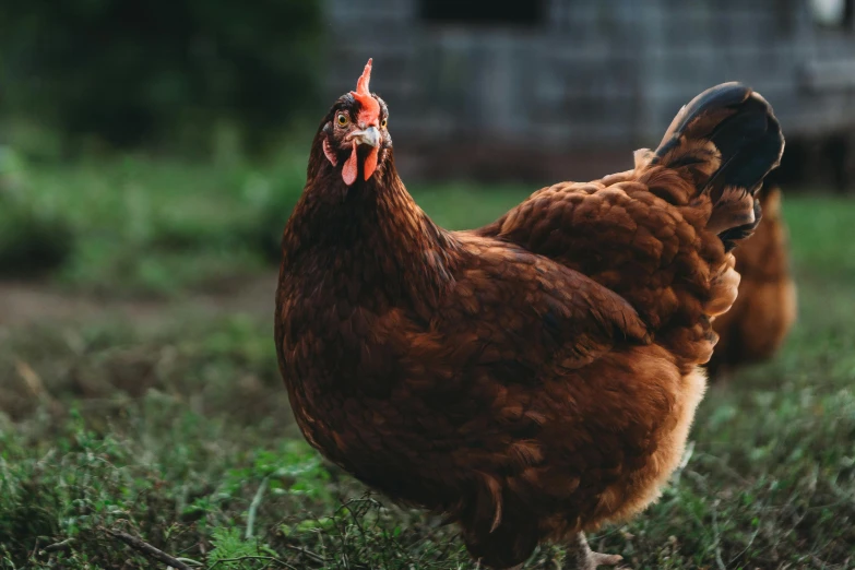 a brown chicken is standing outside in the grass