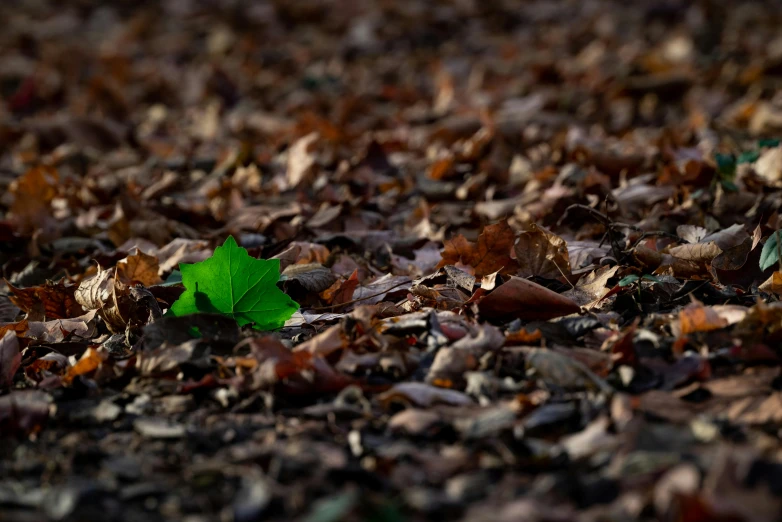 a green leaf is laying on some brown leaves