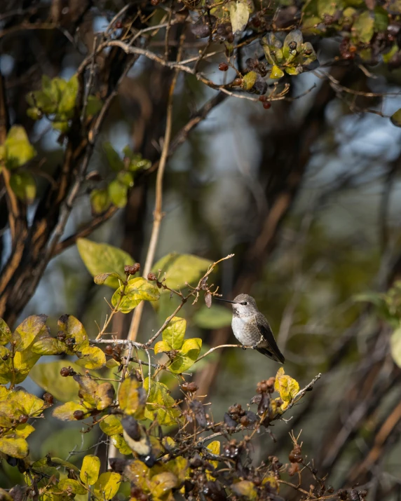 a bird perches on a nch in the tree