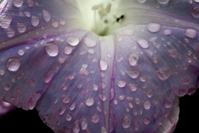 a large flower with many drops on it