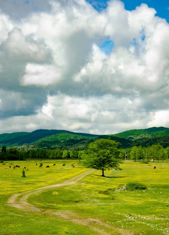 an open field on a sunny day with trees and animals around