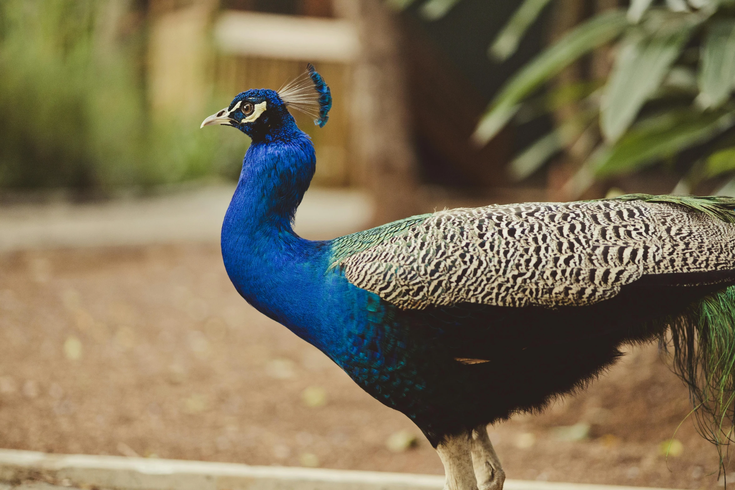 an african peacock is standing with his long tail extended