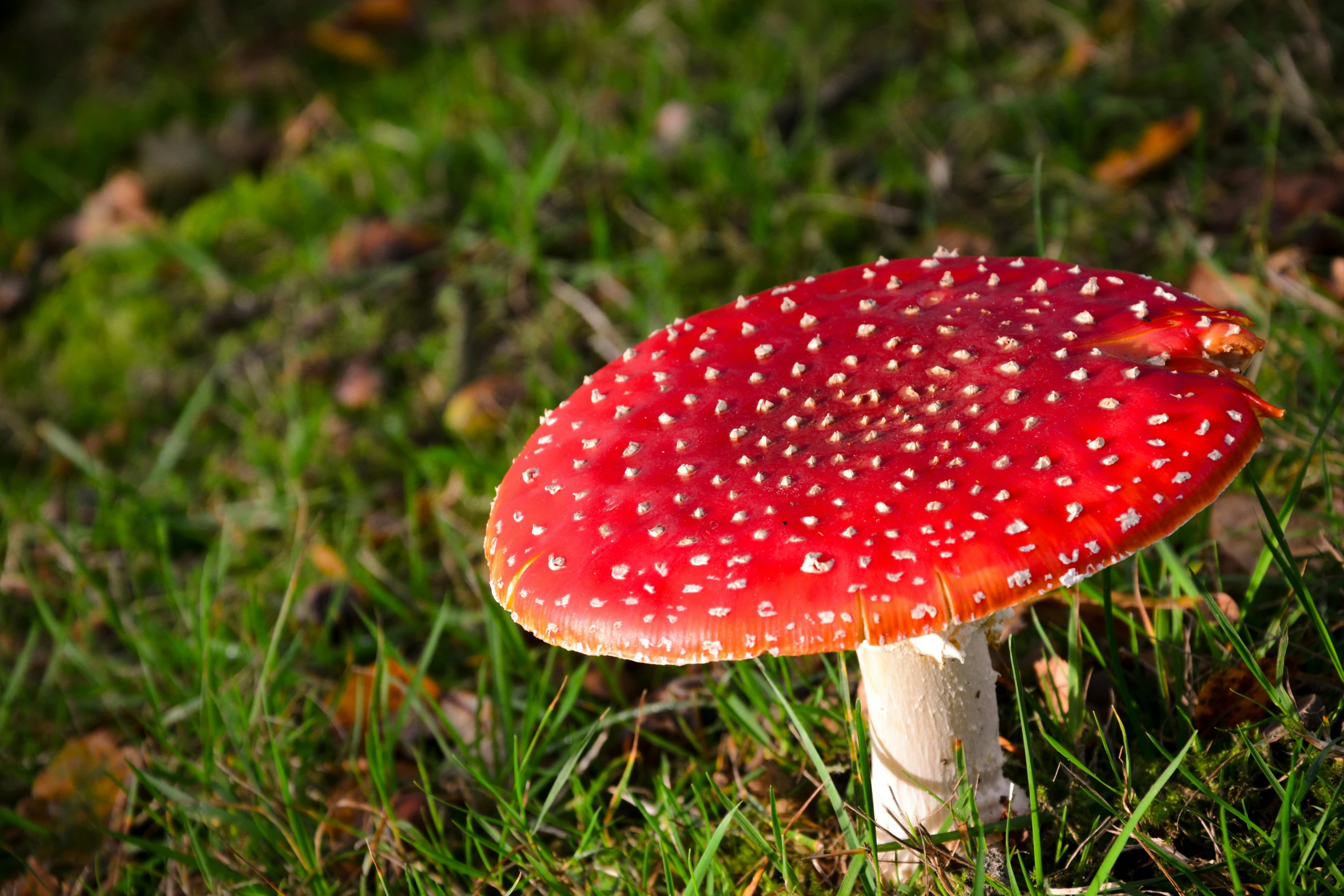 a single red mushroom growing in the grass