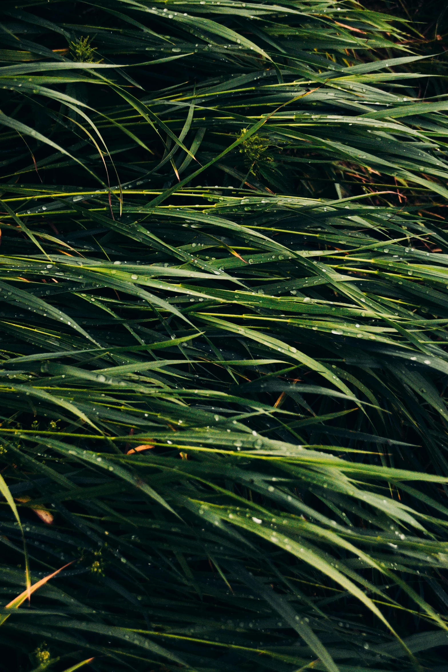 a green field that has lots of tall grass