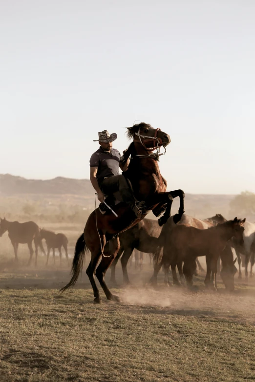 two cowboys riding horses next to a herd of wild animals