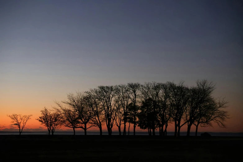 a couple of trees standing in front of the sun