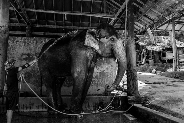 an elephant getting cleaned by a young man