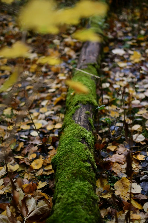 moss covered logs in leaves scattered on the ground