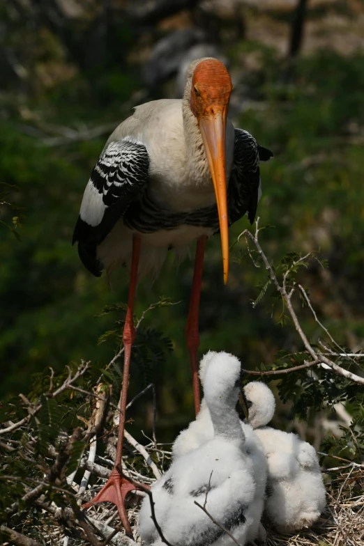 a black, white and orange bird is next to two smaller ones