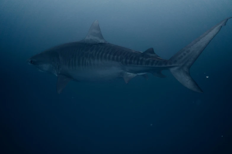 an animal swimming in the ocean on a clear day