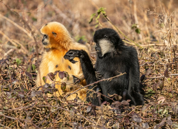 two small monkeys sitting on the ground in tall grass