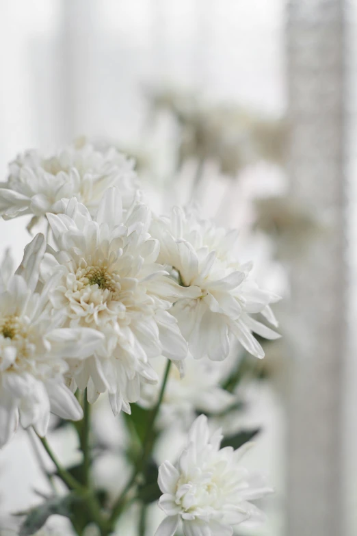 white flowers sit in a vase by some windows