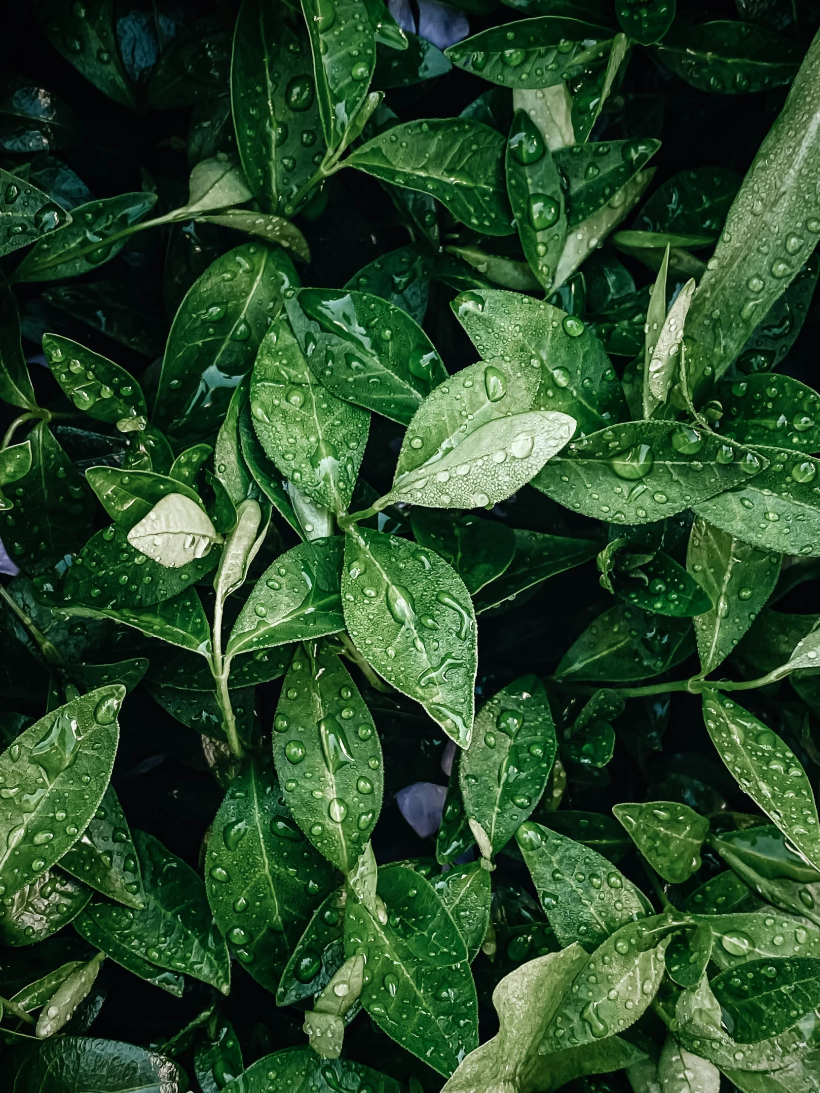 a close up of water drops on some plants