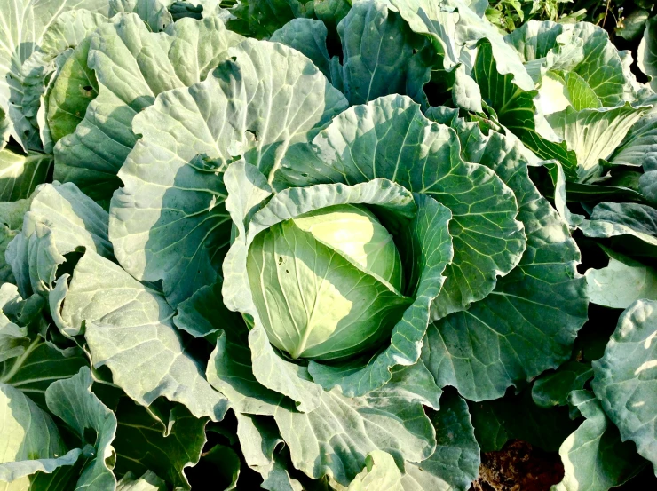 an image of close up picture of cabbages growing in garden