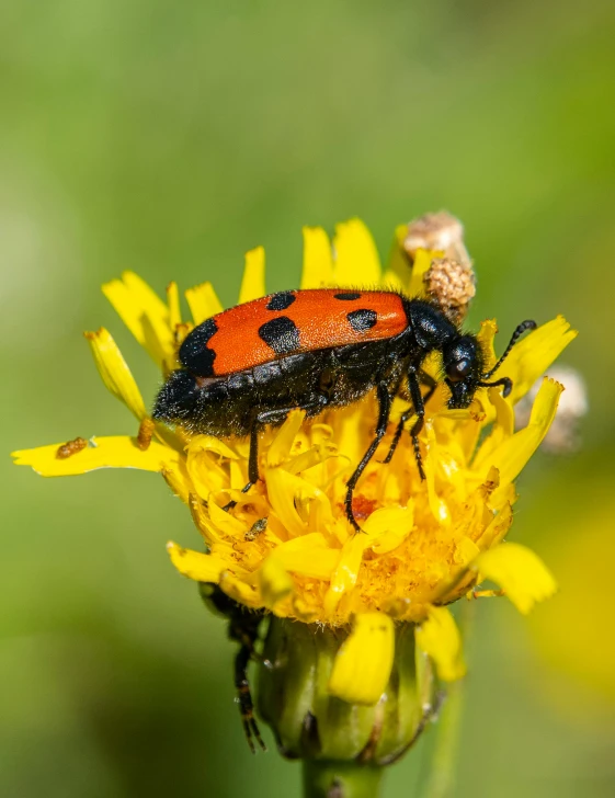 a small insect sits on the flower bud