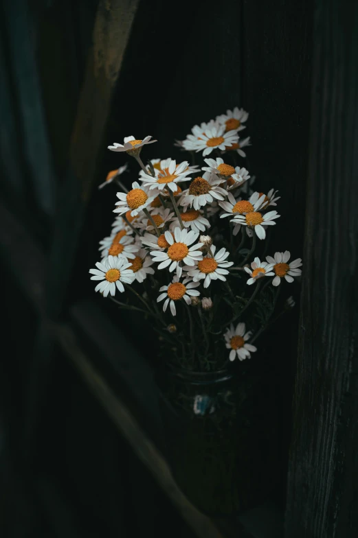 daisies in a glass vase on a window sill