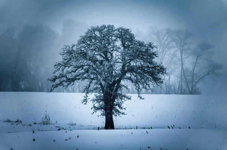 an image of a snow covered tree in winter