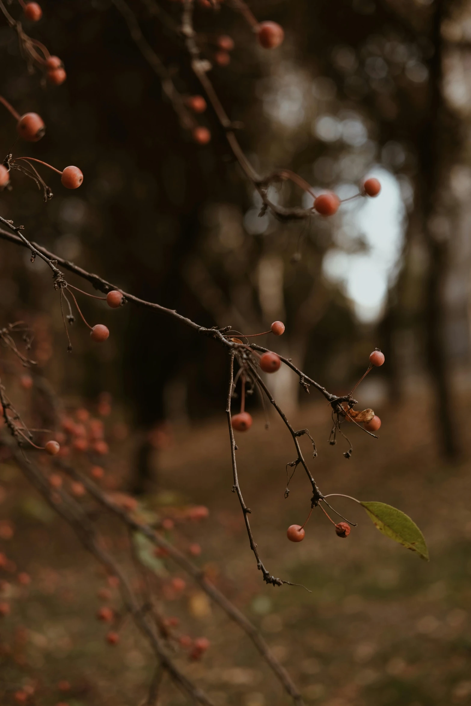 a leaf on the nches of a tree