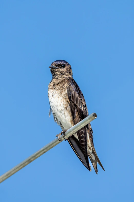 a bird is sitting on the high wire looking upward