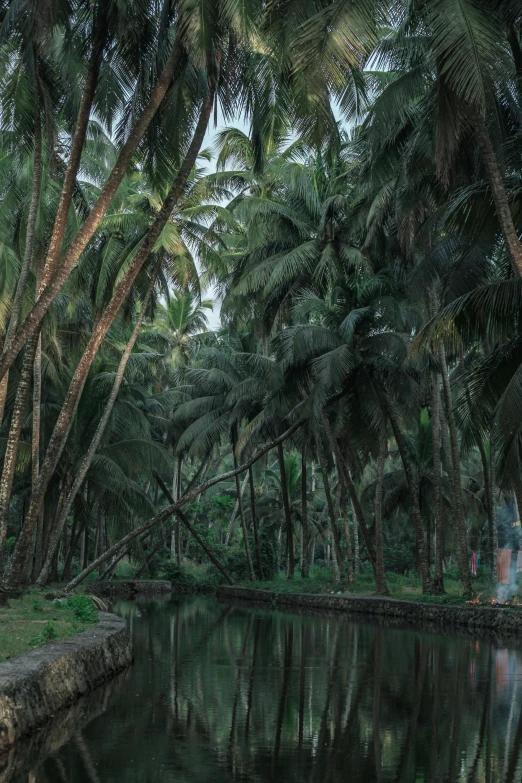 palm trees are growing beside the river and the shore