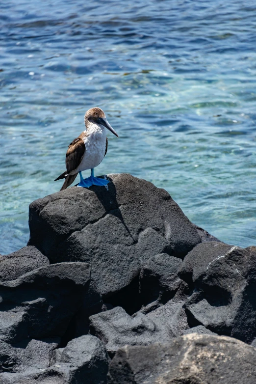 there is a small bird that is sitting on rocks