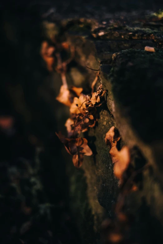 some leaves falling on the ground in a blurry po